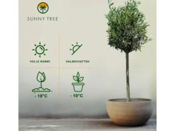 Sunny-Tree  Olivenbaum 8 Jahre alt 130 Zentimeter Hoch Olea Europea Winterhart Bis -18° Fruchtbildend - Obstbaum Sonnige Standorte