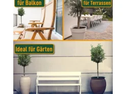 Sunny-Tree  Olivenbaum 8 Jahre alt 130 Zentimeter Hoch Olea Europea Winterhart Bis -18° Fruchtbildend - Obstbaum Sonnige Standorte