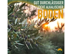 Sunny-Tree  Olivenbaum 8 Jahre alt 130 Zentimeter Hoch Olea Europea Winterhart Bis -18° Fruchtbildend - Obstbaum Sonnige Standorte