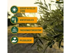 Sunny-Tree  Olivenbaum 8 Jahre alt 130 Zentimeter Hoch Olea Europea Winterhart Bis -18° Fruchtbildend - Obstbaum Sonnige Standorte