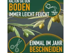 Sunny-Tree  Olivenbaum 8 Jahre alt 130 Zentimeter Hoch Olea Europea Winterhart Bis -18° Fruchtbildend - Obstbaum Sonnige Standorte