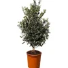 Sunny-Tree  Olivenbaum Olea Europea In Strauchform Höhe 100-120 Cm Inkl. Topf Winterhart Bis -18° Immergrün