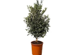 Sunny-Tree Olivenbaum Olea Europea In Strauchform Höhe 100-120 Cm Inkl. Topf Winterhart Bis -18° Immergrün