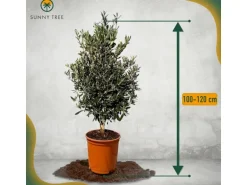 Sunny-Tree  Olivenbaum Olea Europea In Strauchform Höhe 100-120 Cm Inkl. Topf Winterhart Bis -18° Immergrün