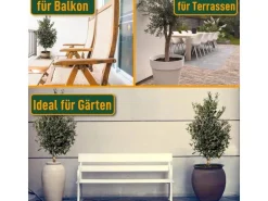 Sunny-Tree  Olivenbaum Olea Europea In Strauchform Höhe 100-120 Cm Inkl. Topf Winterhart Bis -18° Immergrün