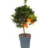 Sunny-Tree Orangenbaum Große 90 Zentimeter Citrus Sinensis Obstbaum Fruchtbildend 3 Jähriger Orangenbaum
