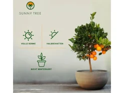 Sunny-Tree Orangenbaum Große 90 Zentimeter Citrus Sinensis Obstbaum Fruchtbildend 3 Jähriger Orangenbaum