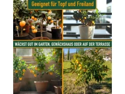 Sunny-Tree Orangenbaum Große 90 Zentimeter Citrus Sinensis Obstbaum Fruchtbildend 3 Jähriger Orangenbaum