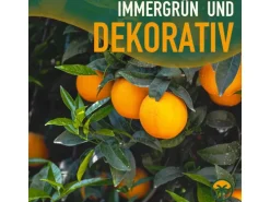 Sunny-Tree Orangenbaum Große 90 Zentimeter Citrus Sinensis Obstbaum Fruchtbildend 3 Jähriger Orangenbaum