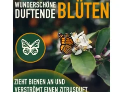 Sunny-Tree Orangenbaum Große 90 Zentimeter Citrus Sinensis Obstbaum Fruchtbildend 3 Jähriger Orangenbaum