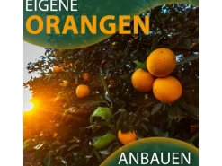 Sunny-Tree Orangenbaum Große 90 Zentimeter Citrus Sinensis Obstbaum Fruchtbildend 3 Jähriger Orangenbaum