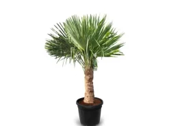 Sunny-Tree Trachycarpus Fortunei Chinesische Fächerpalme 160 cm, Stammhöhe 40 bis 50 cm Winterhart bis -18°C