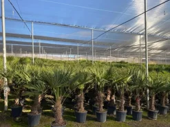 Sunny-Tree Trachycarpus Fortunei Chinesische Fächerpalme 160 cm, Stammhöhe 40 bis 50 cm Winterhart bis -18°C