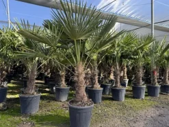 Sunny-Tree Trachycarpus Fortunei Chinesische Fächerpalme 160 cm, Stammhöhe 40 bis 50 cm Winterhart bis -18°C