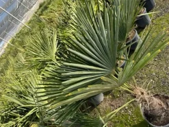 Sunny-Tree Trachycarpus Fortunei Chinesische Fächerpalme 160 cm, Stammhöhe 40 bis 50 cm Winterhart bis -18°C