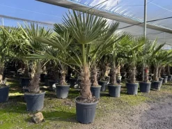 Sunny-Tree Trachycarpus Fortunei Chinesische Fächerpalme 160 cm, Stammhöhe 40 bis 50 cm Winterhart bis -18°C