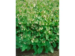 Symphytum Grandiflorum Wisley Blue Kaukasus Beinwell Ca. 9x9 cm Topf