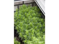 Tagetes Filifolia Mexikanische Gewürztagetes Ca. 11x11 cm Topf