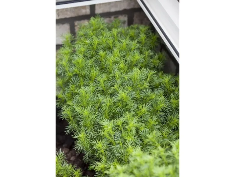 Tagetes Filifolia Mexikanische Gewürztagetes Ca. 11x11 cm Topf