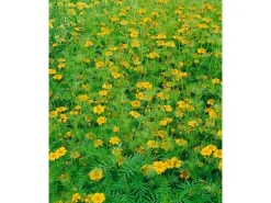 Tagetes Filifolia Mexikanische Gewürztagetes Ca. 11x11 cm Topf