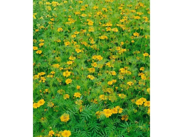 Tagetes Filifolia Mexikanische Gewürztagetes Ca. 11x11 cm Topf