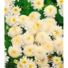 Tanacetum Parthenium Falsche Kamille Ca. 9x9 cm Topf