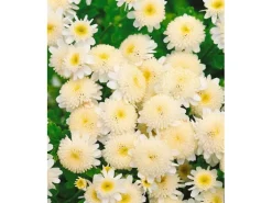 Tanacetum Parthenium Falsche Kamille Ca. 9x9 cm Topf