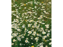 Tanacetum Parthenium Falsche Kamille Ca. 9x9 cm Topf