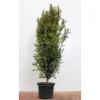 Taxus baccata 80-100 cm