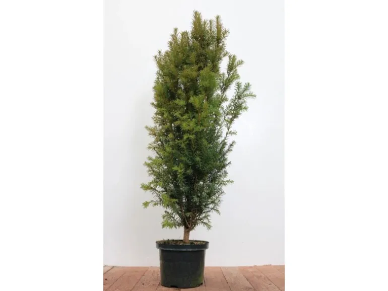Taxus baccata 80-100 cm