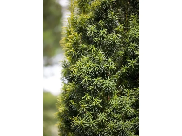 Taxus baccata 80-100 cm