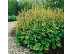 Tellima Grandiflora Falsche Alraunwurzel Ca. 9x9 cm Topf