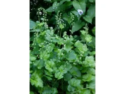 Tellima Grandiflora Falsche Alraunwurzel Ca. 9x9 cm Topf