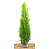 Thuja occidentalis 'Smaragd' 80-100 cm 2 Liter Container