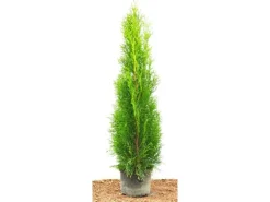 Thuja occidentalis 'Smaragd' 80-100 cm 2 Liter Container