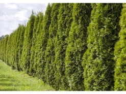 Thuja occidentalis 'Smaragd' 80-100 cm 2 Liter Container