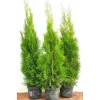 Thuja occidentalis 'Smaragd' 80-100 cm 5 Liter Container