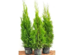 Thuja occidentalis 'Smaragd' 80-100 cm 5 Liter Container