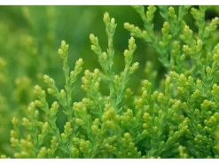 Thuja orientalis 'Aurea Nana' 30-40 cm