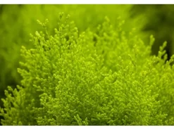 Thuja orientalis 'Aurea Nana' 30-40 cm