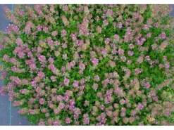 Thymus Praecox Purpurteppich Teppich-Thymian Purpur Ca. 9x9 cm Topf