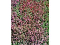 Thymus Praecox Purpurteppich Teppich-Thymian Purpur Ca. 9x9 cm Topf