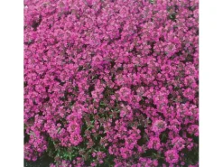 Thymus Praecox Red Carpet Teppich-Thymian Rotblühend Ca. 9x9 cm Topf