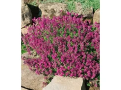 Thymus Serpyllum Creeping Red Sand-Thymian Rotblühend Ca. 9x9 cm Topf