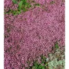 Thymus Serpyllum Pink Chintz Sand-Thymian Rosa Ca. 9x9 cm Topf