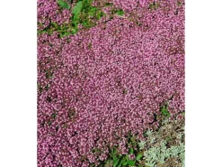 Thymus Serpyllum Pink Chintz Sand-Thymian Rosa Ca. 9x9 cm Topf