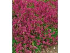 Thymus Serpyllum Pink Chintz Sand-Thymian Rosa Ca. 9x9 cm Topf