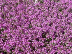 Thymus Serpyllum Sand-Thymian Aromatisch Ca. 9x9 cm Topf