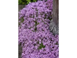 Thymus Serpyllum Sand-Thymian Aromatisch Ca. 9x9 cm Topf