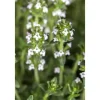 Thymus Serpyllum Var.Albus Sand-Thymian Weiß Ca. 9x9 cm Topf